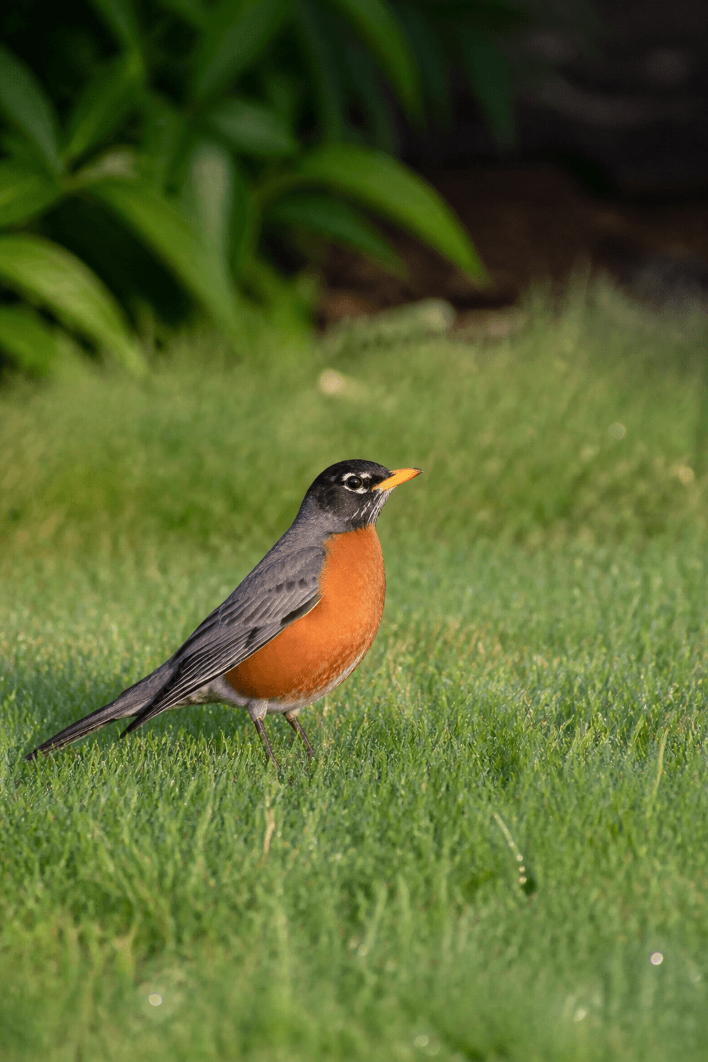American Robin