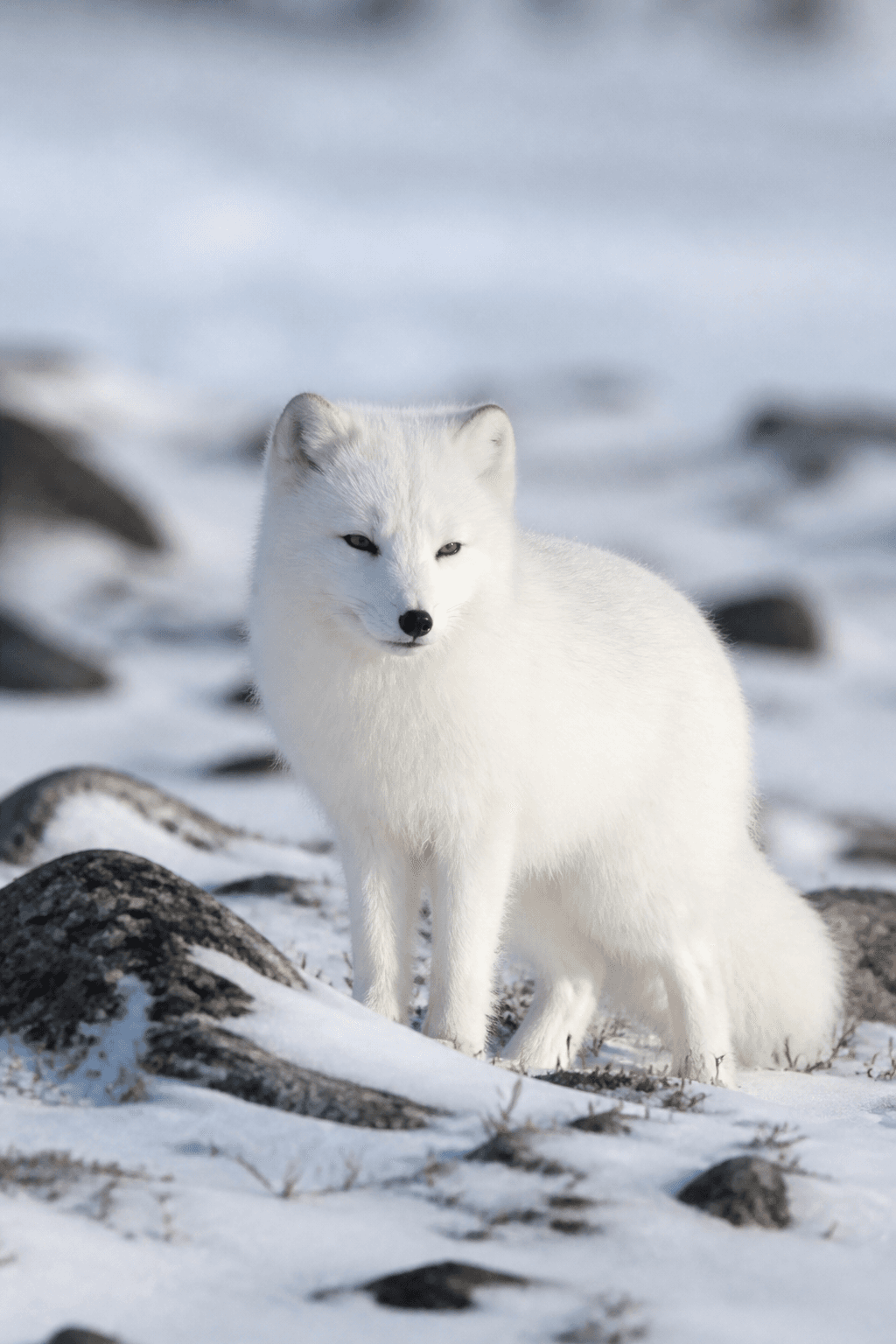 Arctic Fox