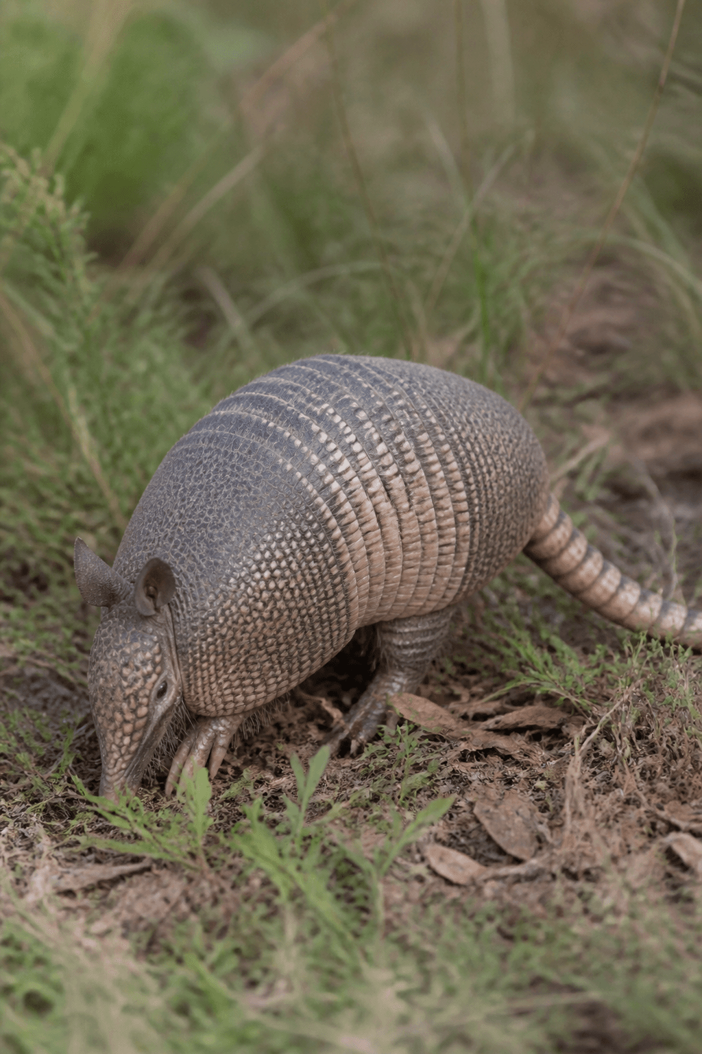 Armadillo
