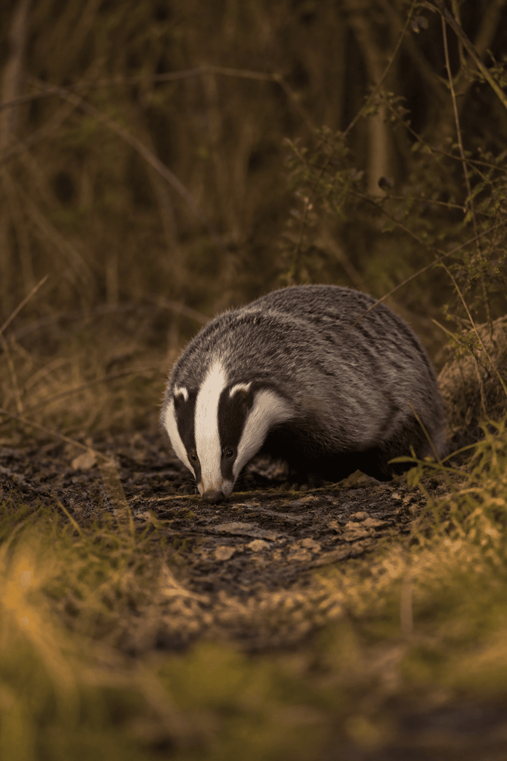 Badger
