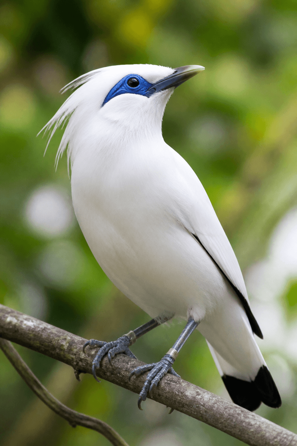 Bali Starling