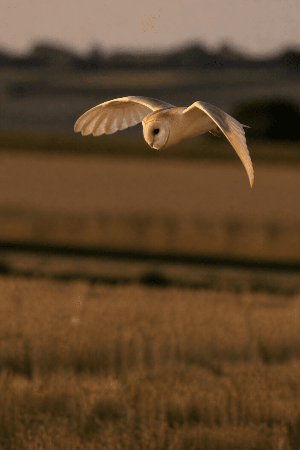 Barn Owl