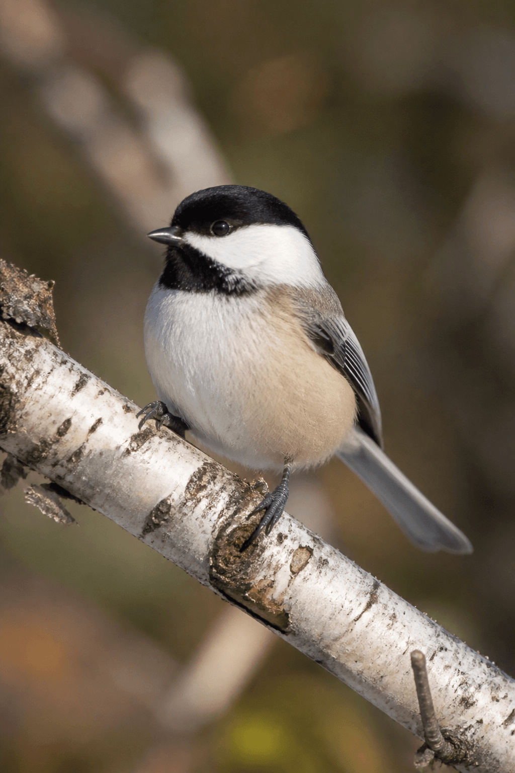 Black-capped Chickadee