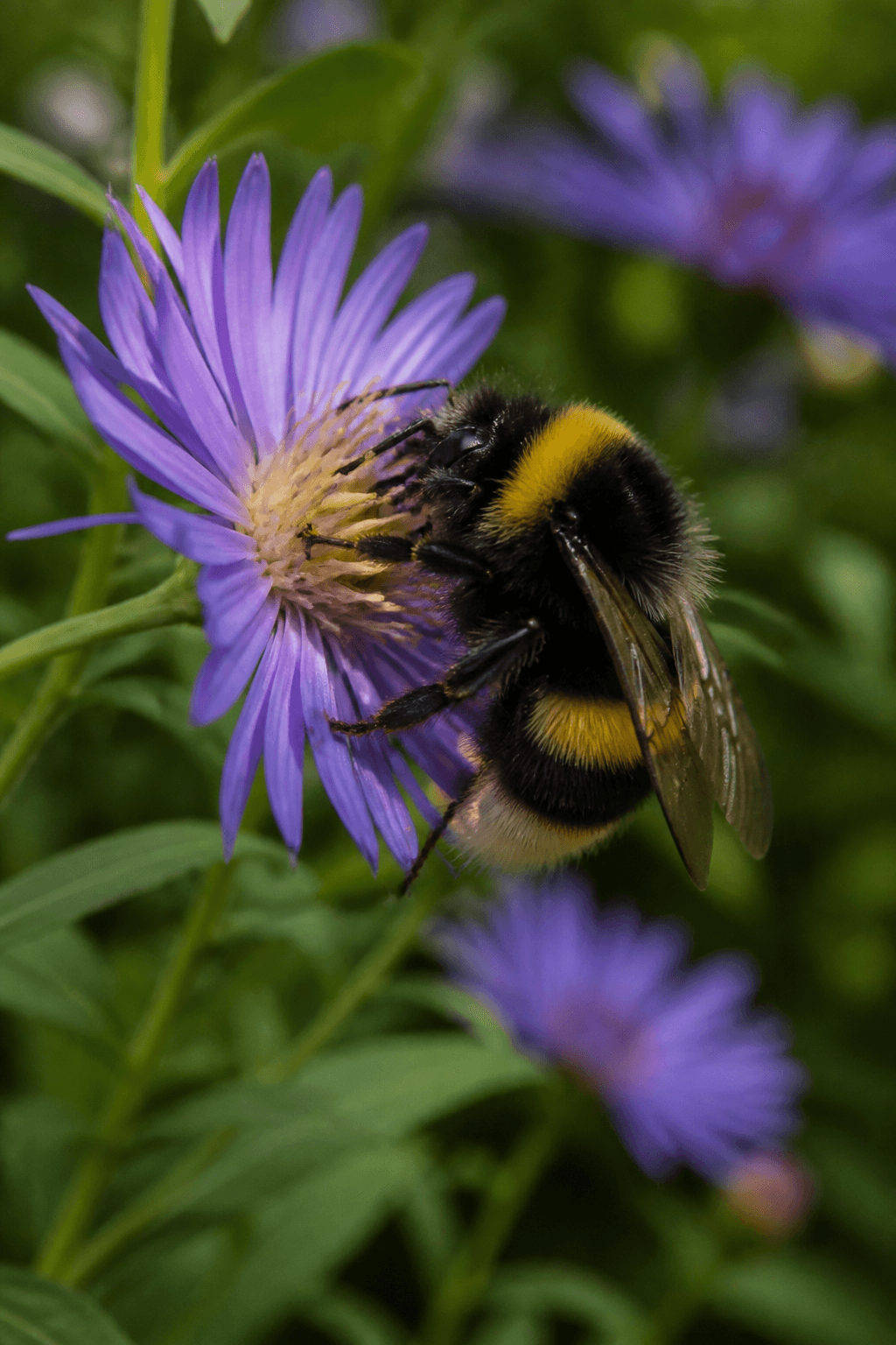 Bumblebee