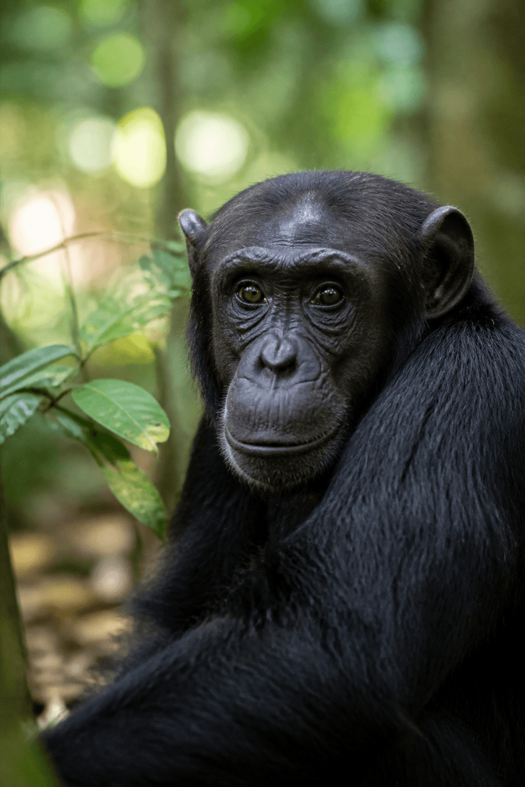 Chimpanzee