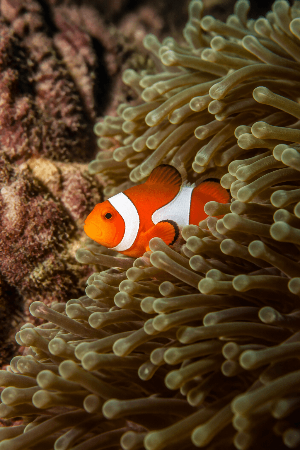 Clownfish
