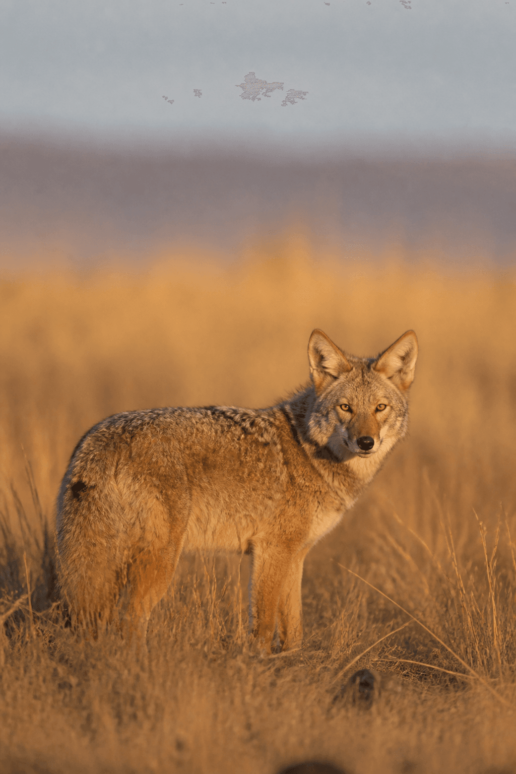 Coyote