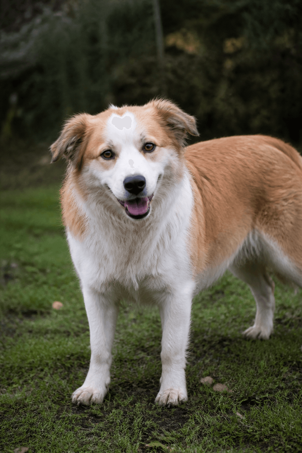 Domestic Dog