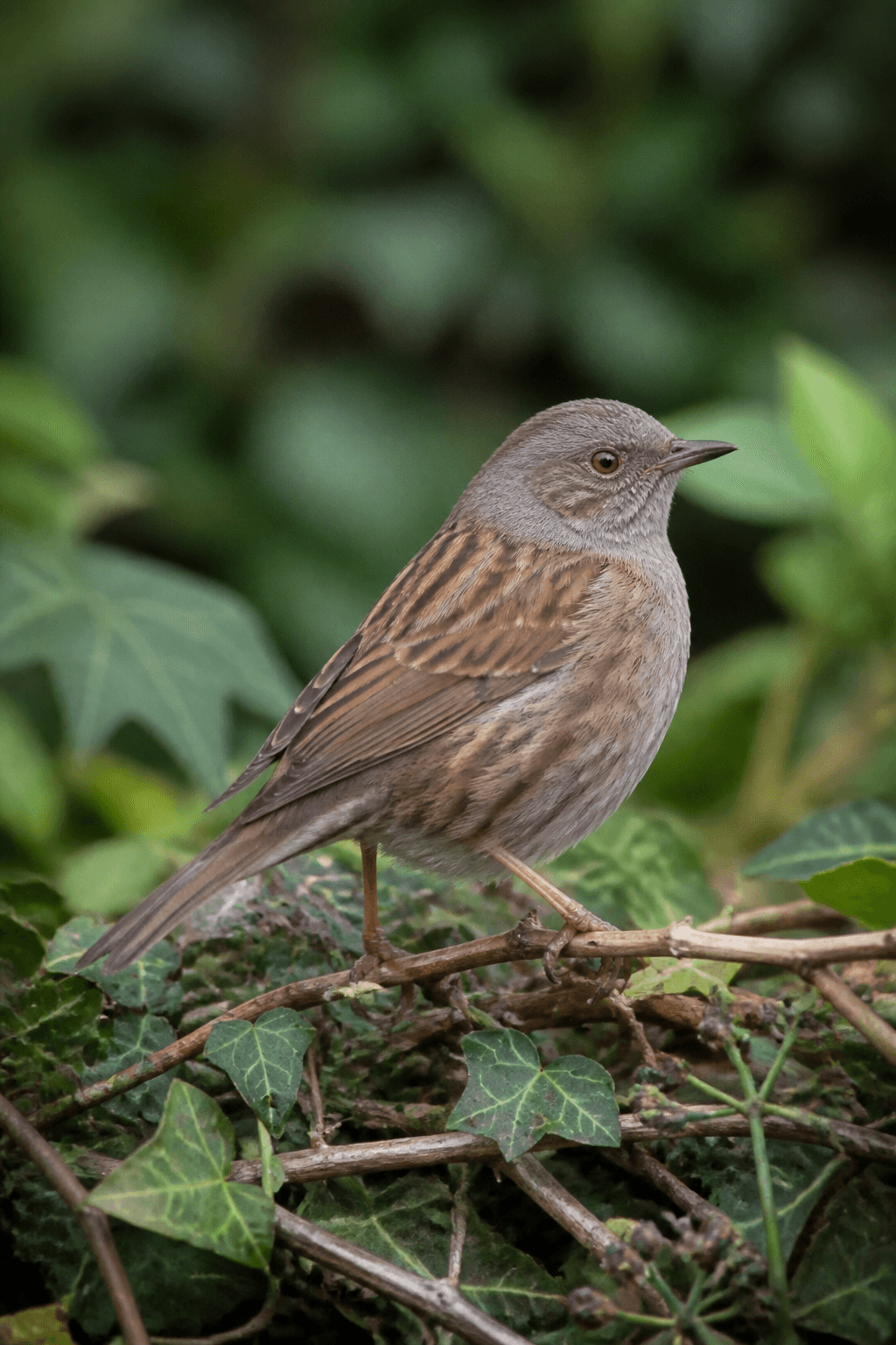 Dunnock