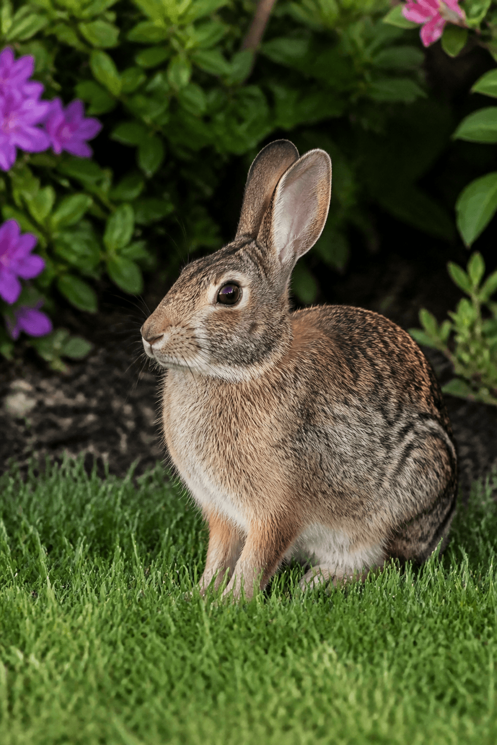 Eastern Cottontail