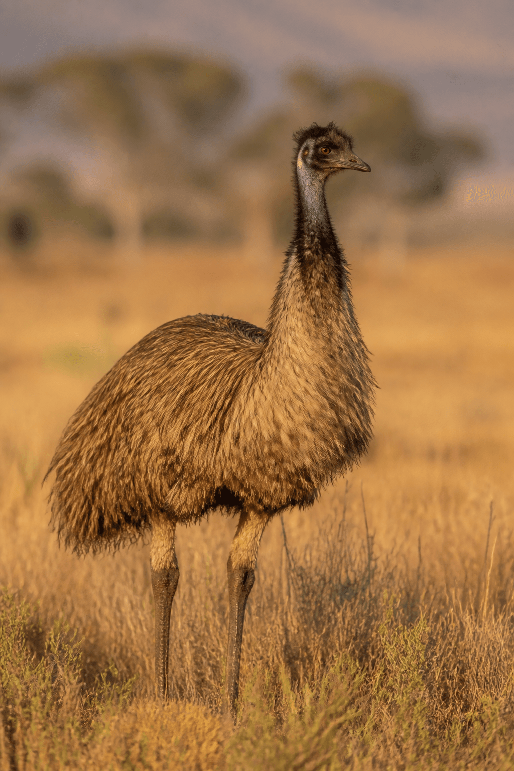 Emu