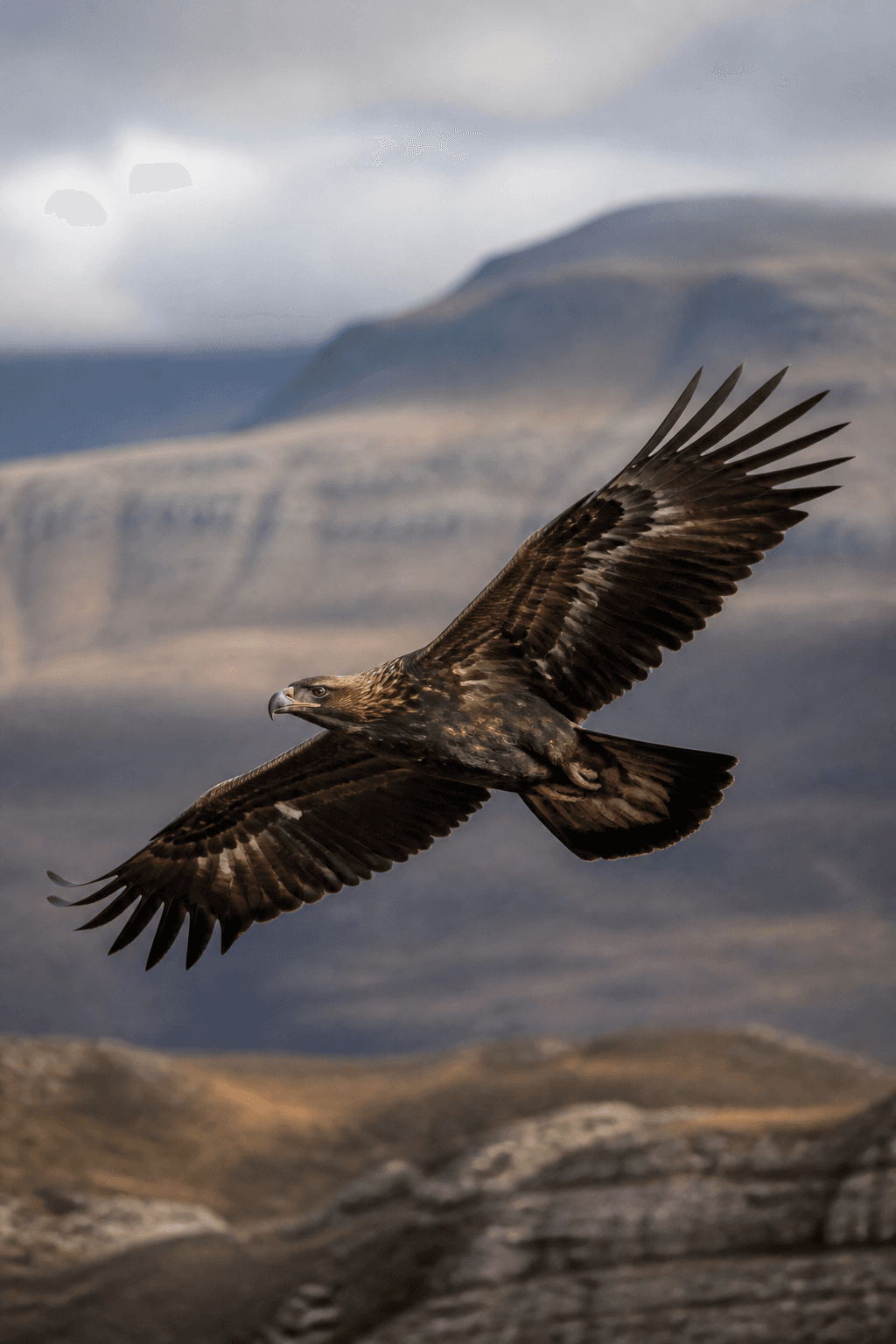 Golden Eagle