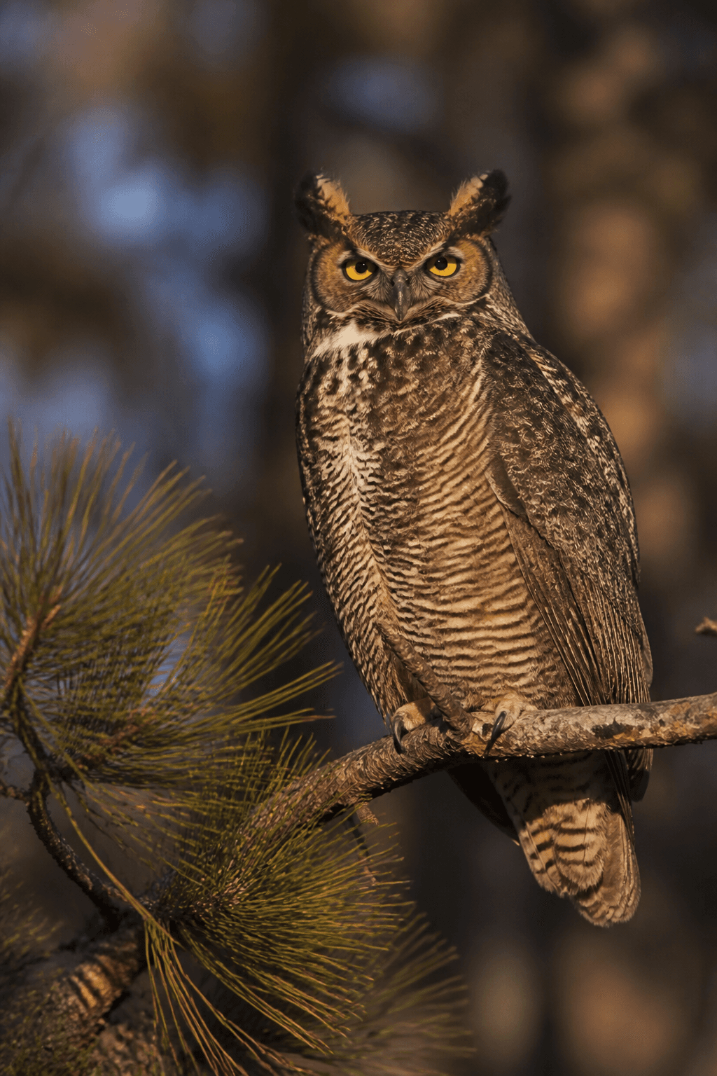 Great Horned Owl