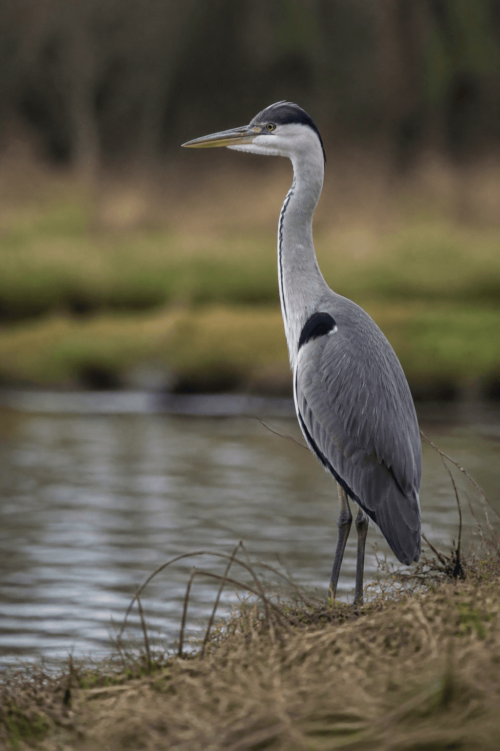 Grey Heron