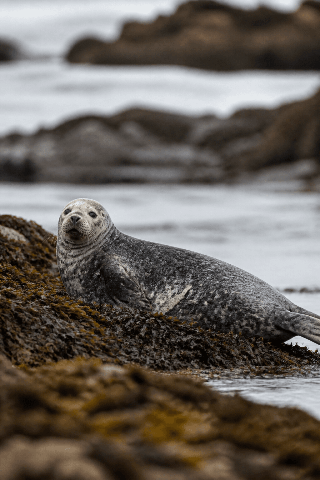 Grey Seal