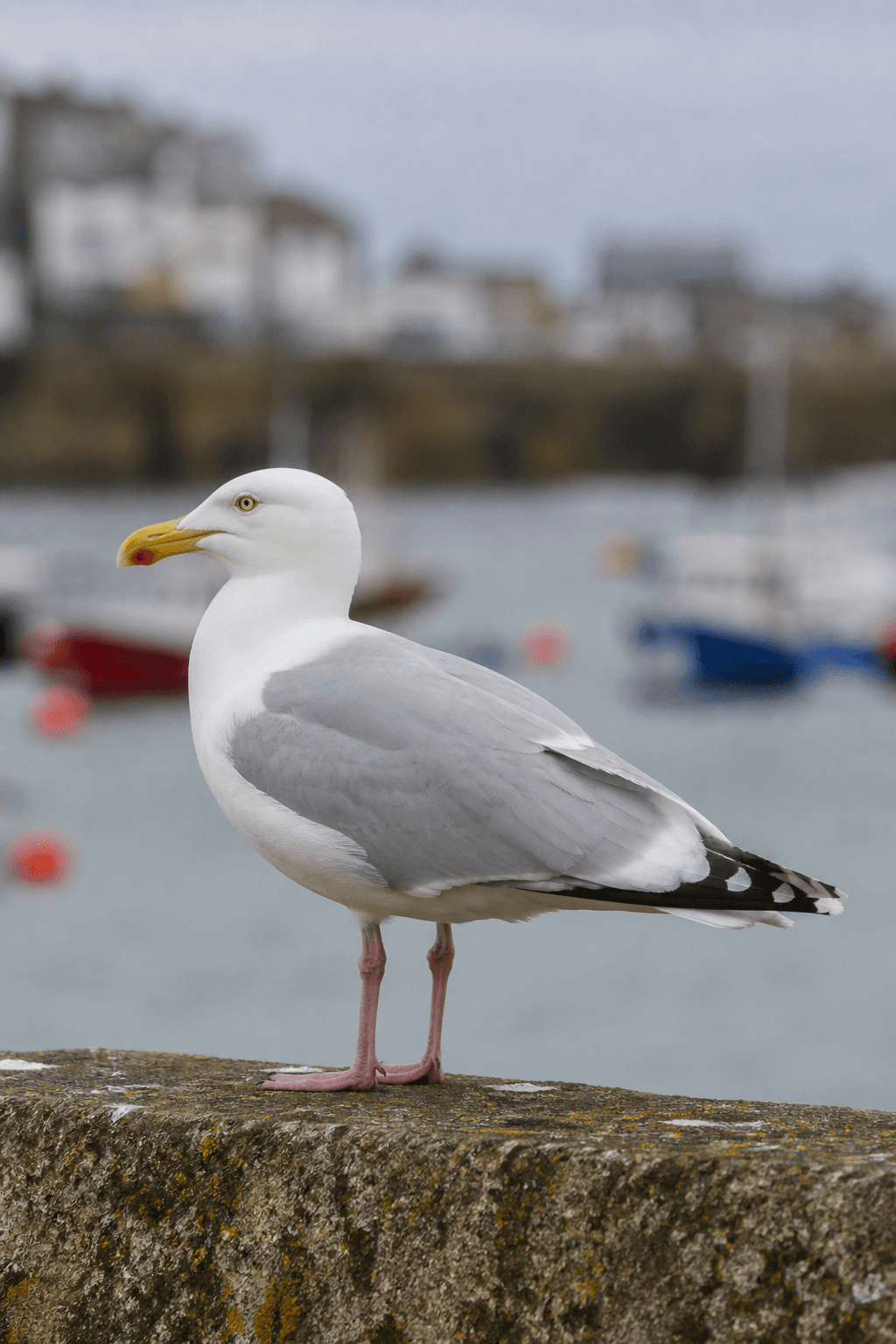 Herring Gull