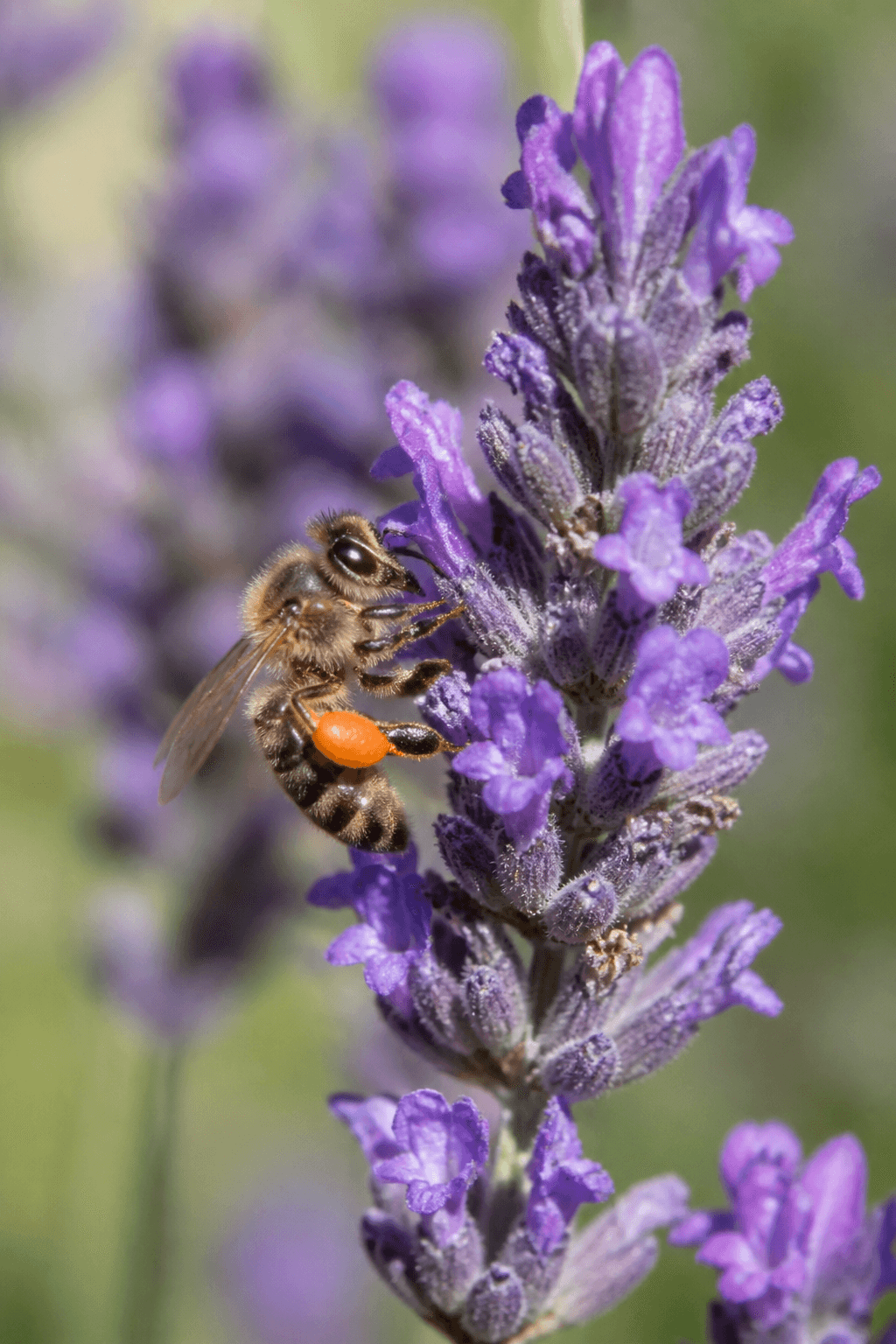 Honey Bee