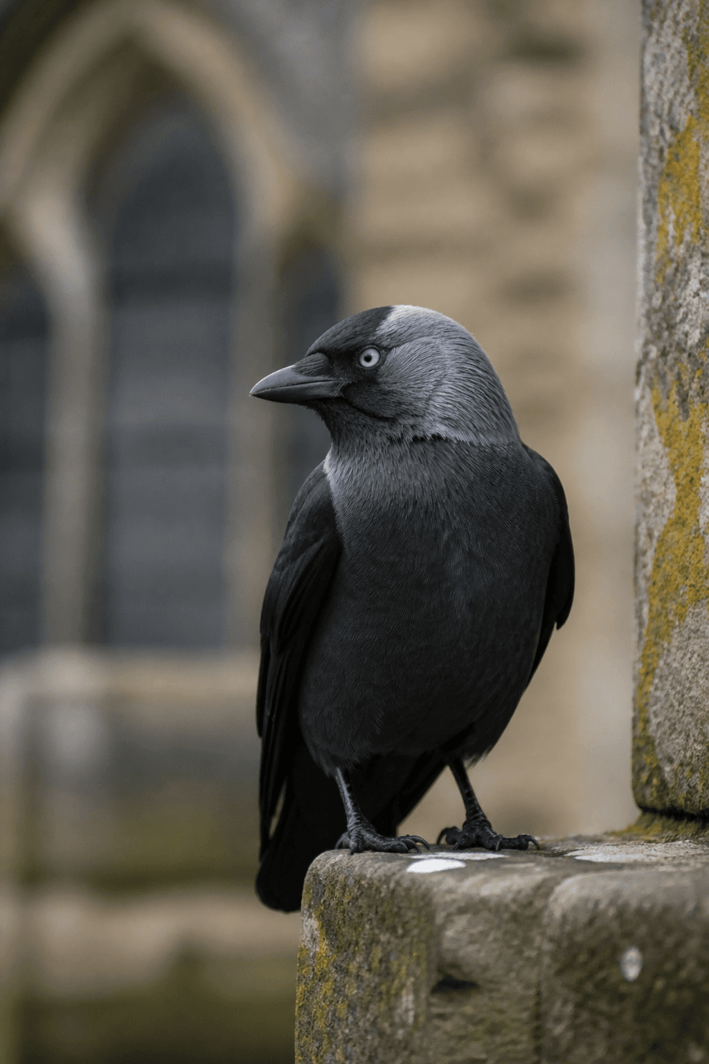 Jackdaw