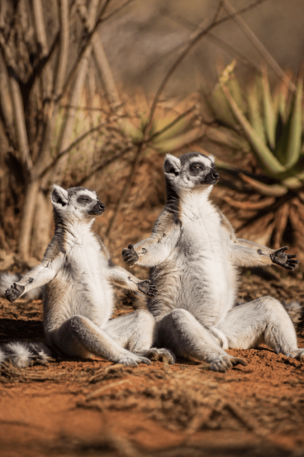 Ring-tailed Lemur