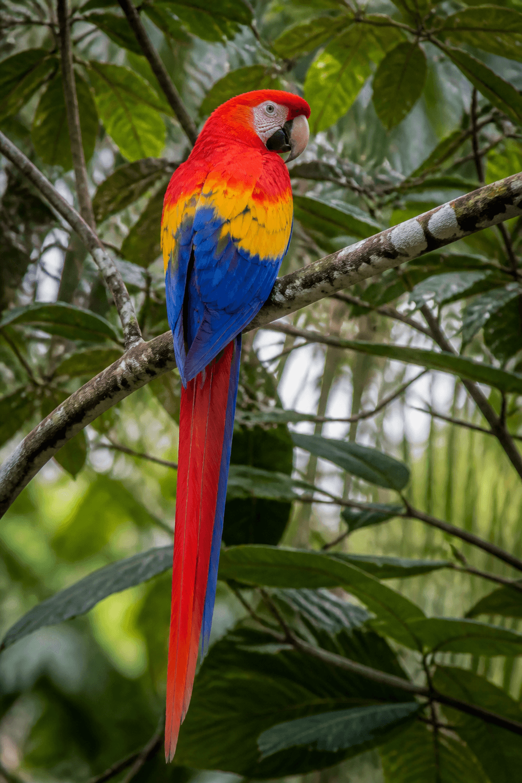 Macaw