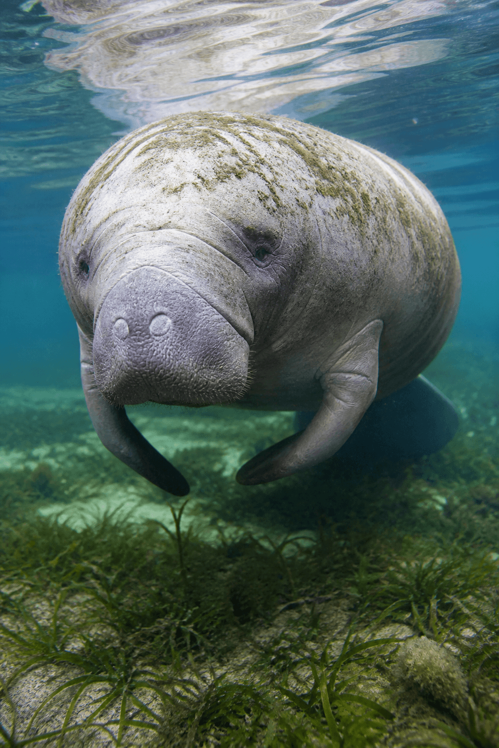 Manatee