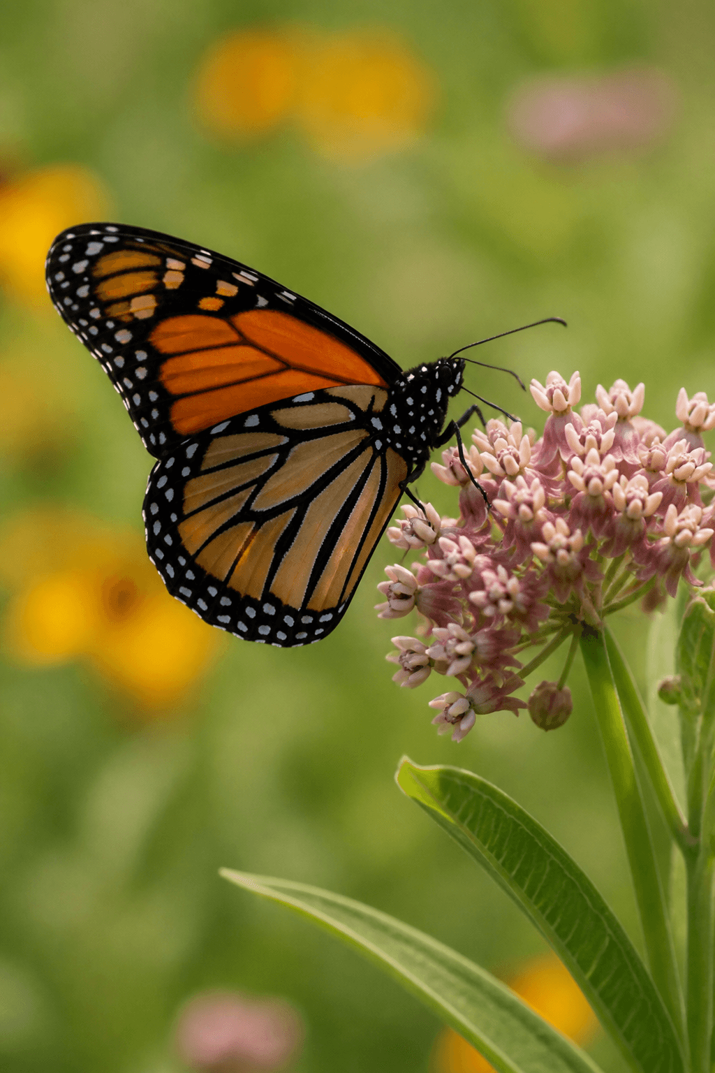 Monarch Butterfly