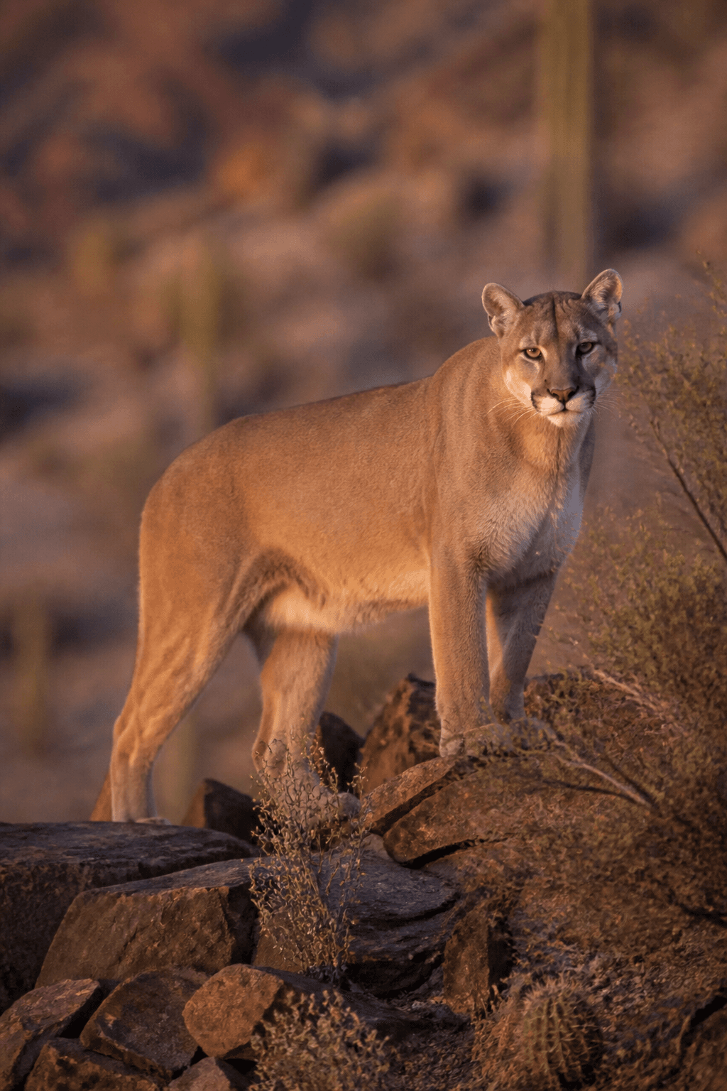 Mountain Lion