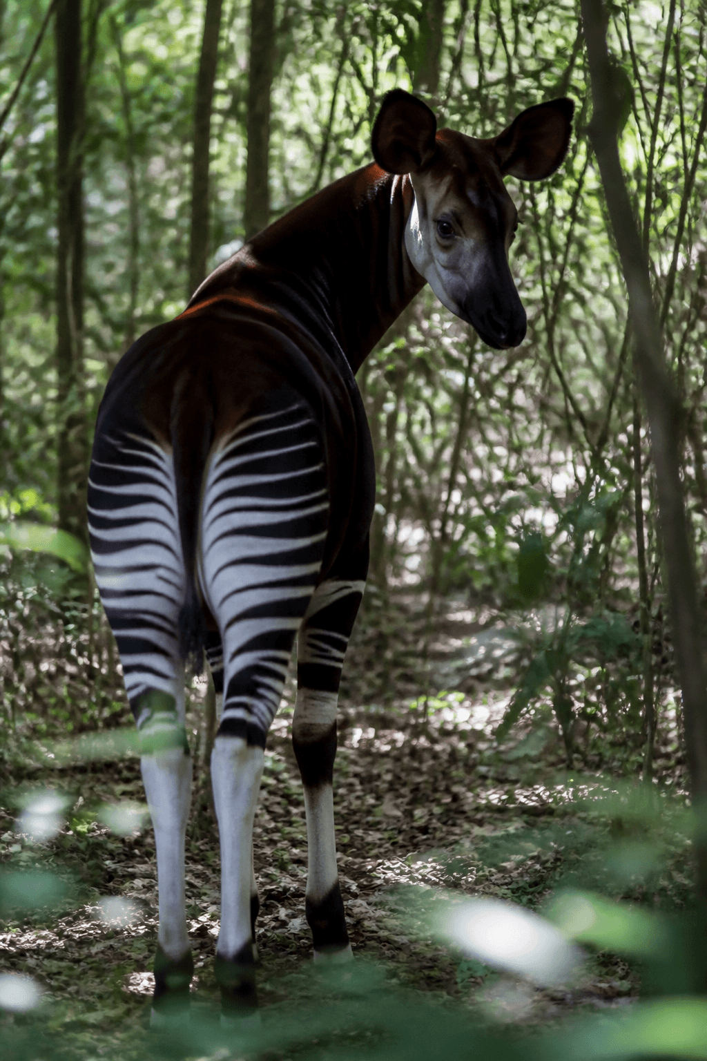 Okapi
