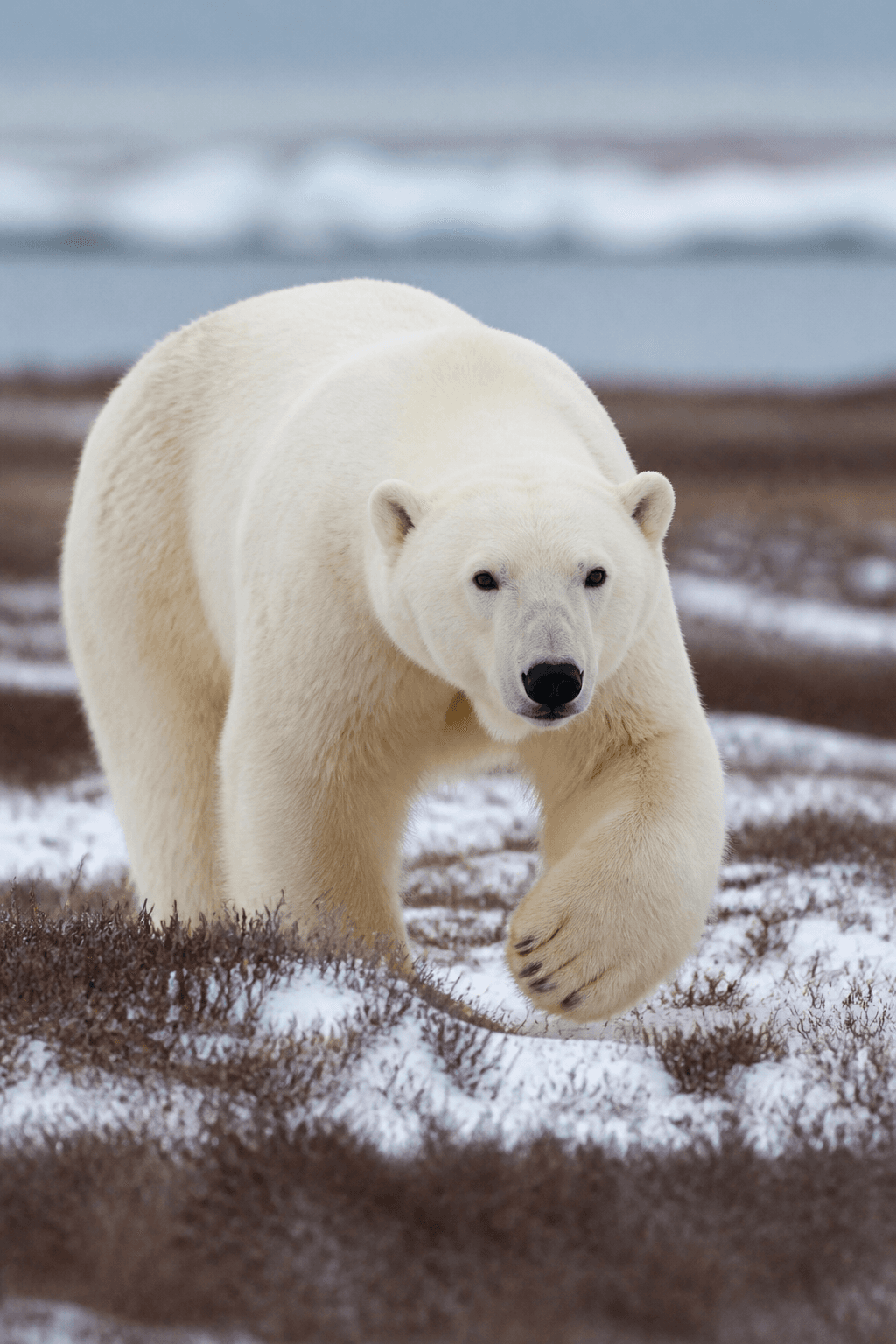 Polar Bear