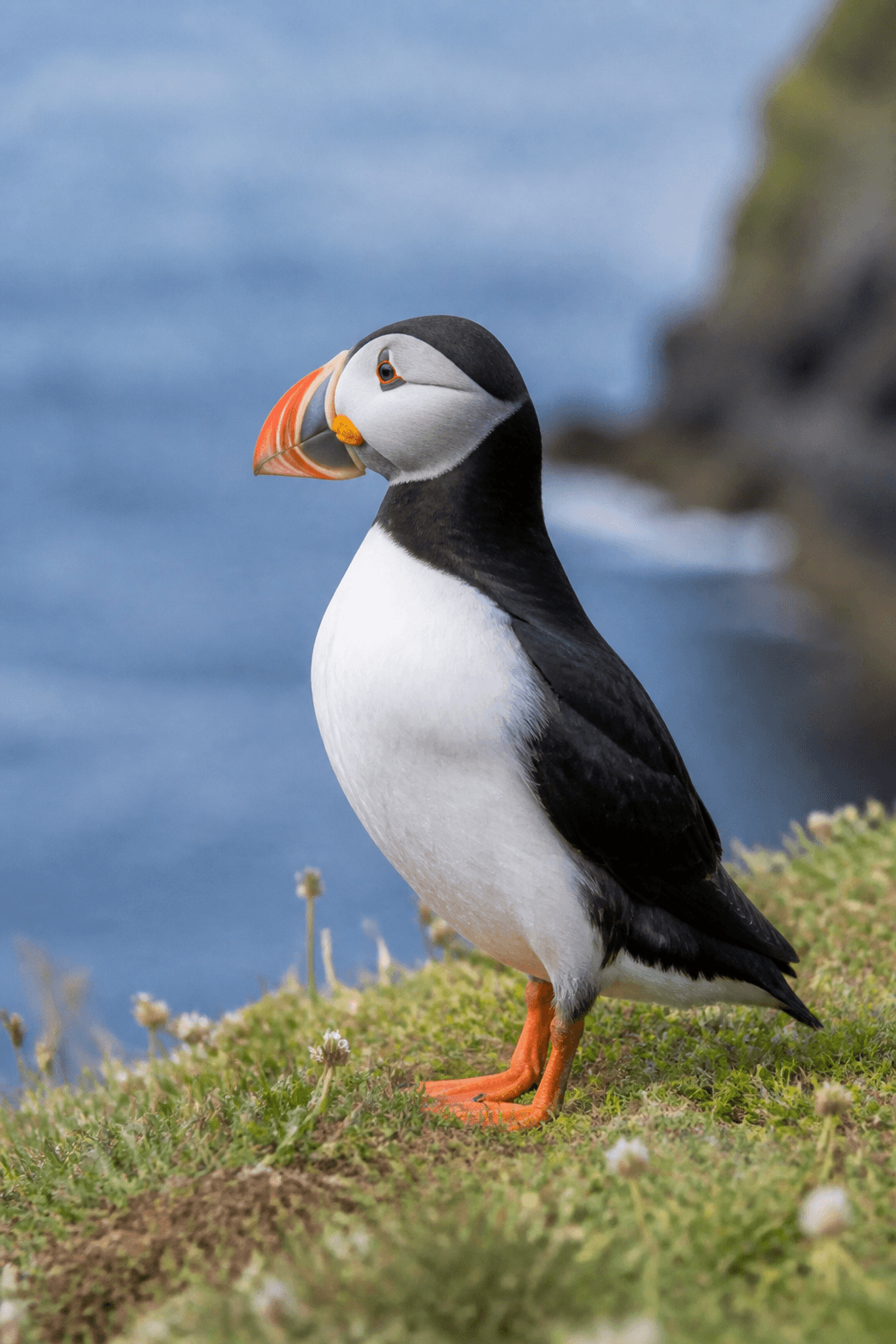 Puffin
