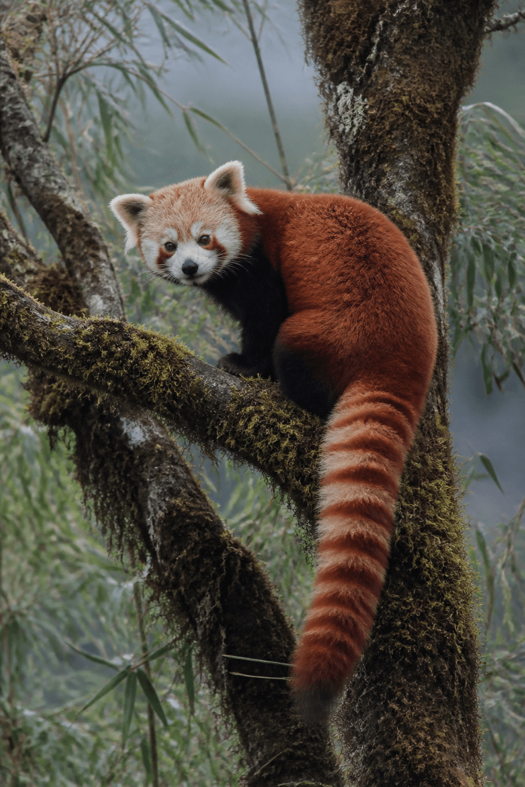 Red Panda
