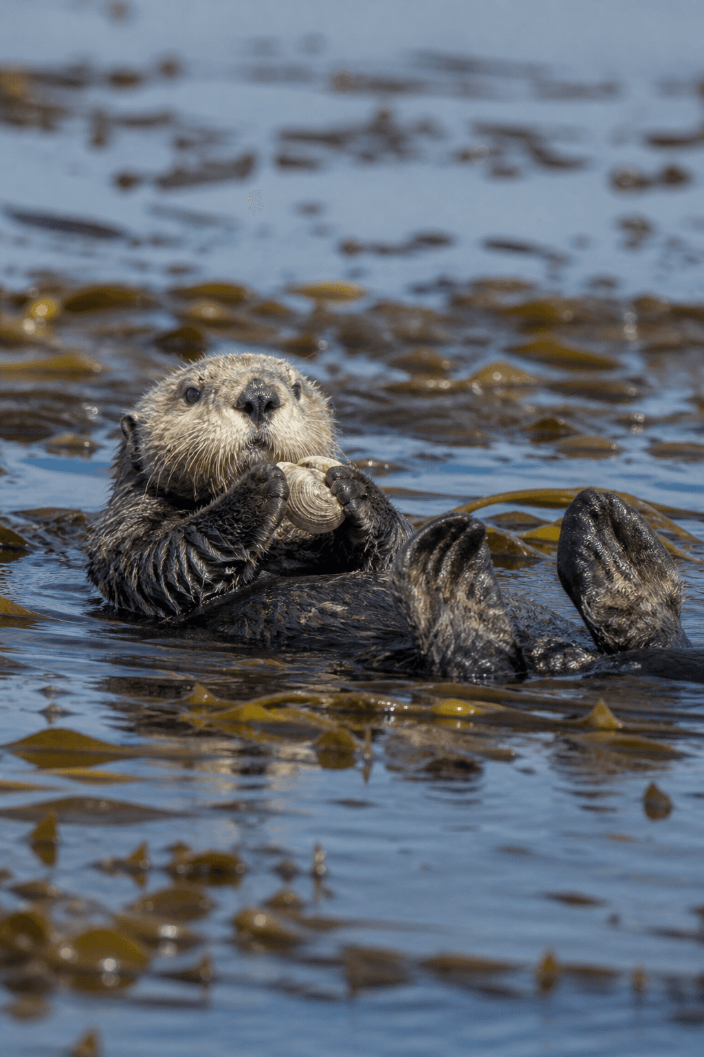 Sea Otter