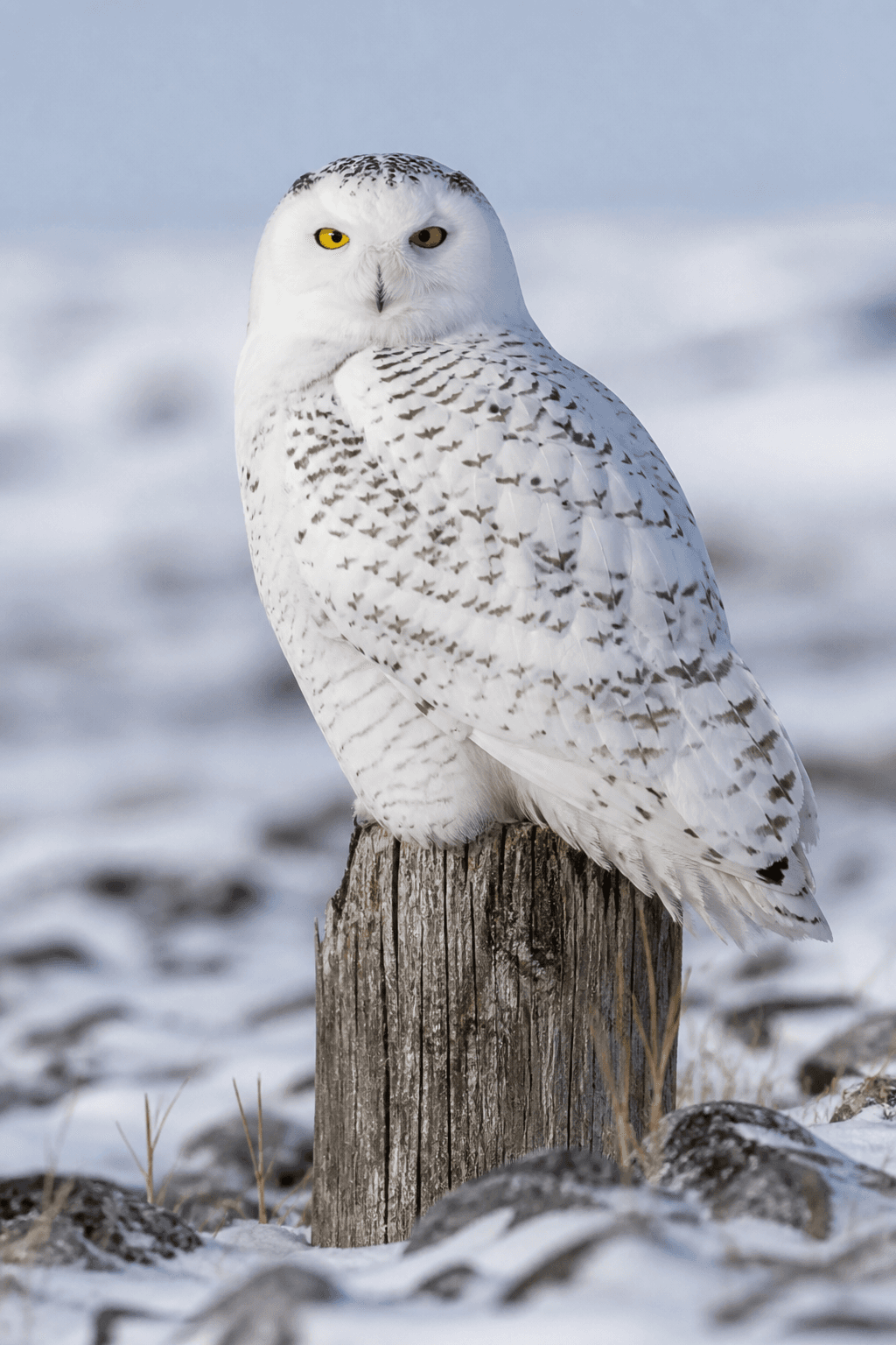 Snowy Owl