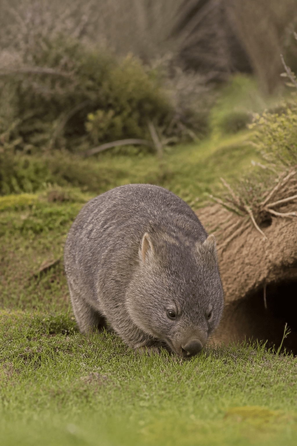 Wombat