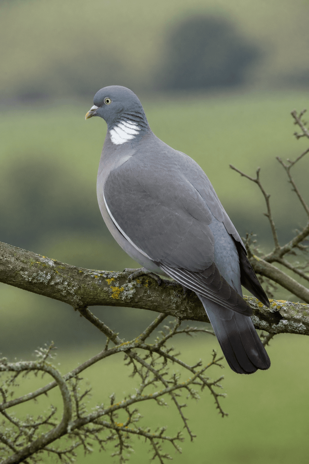 Wood Pigeon