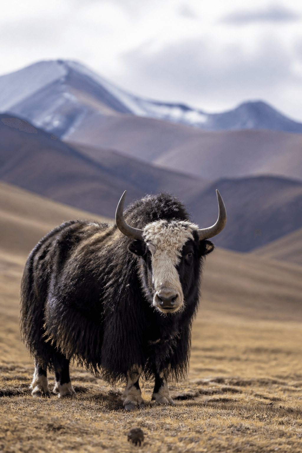Yak