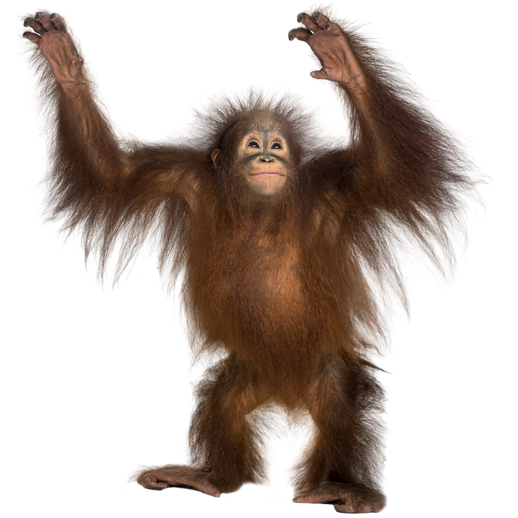 ORANGUTAN