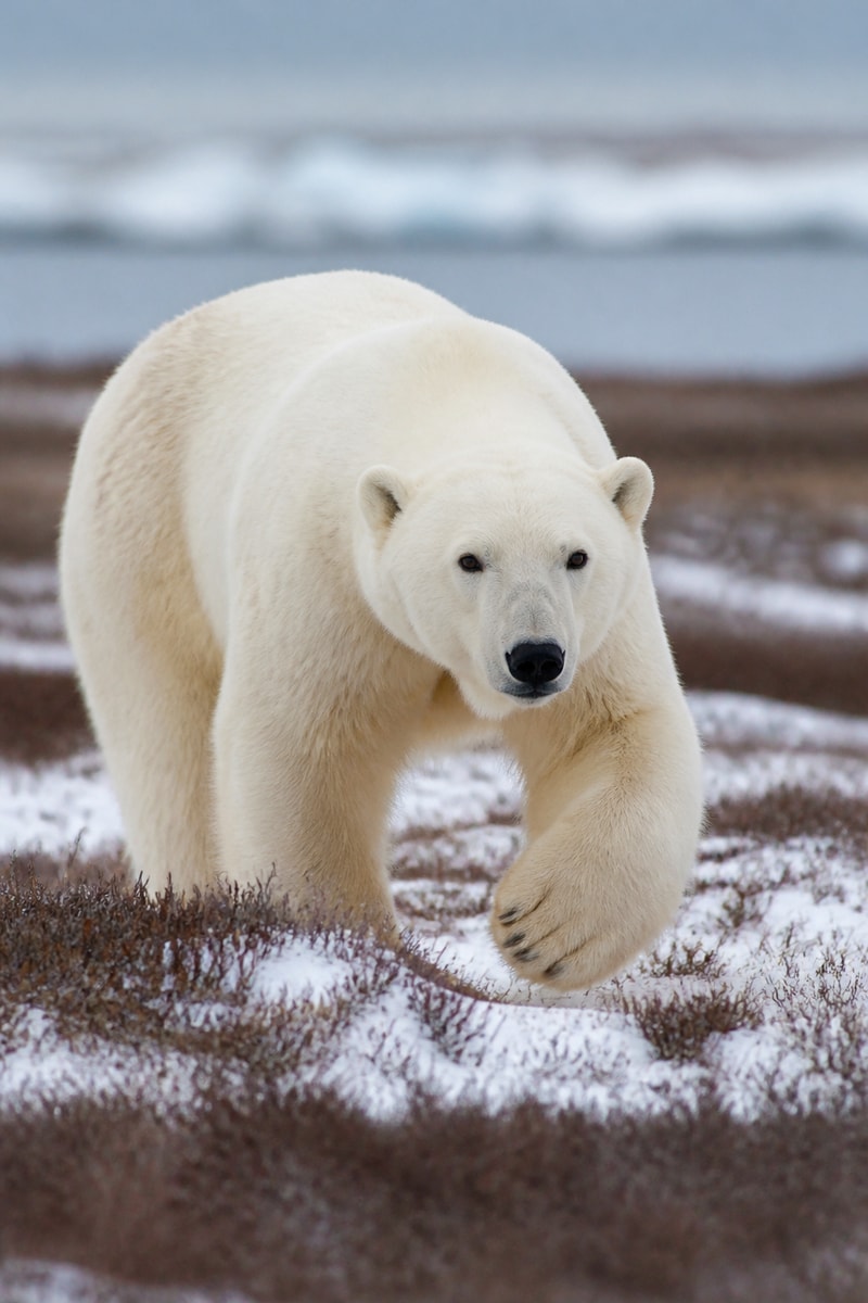 Polar bear
